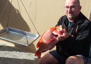 Vangstes min maar darem